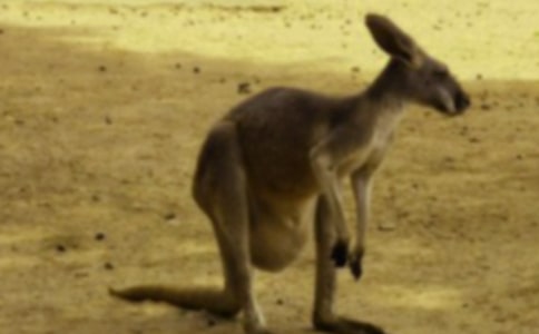 可愛的袋鼠作文