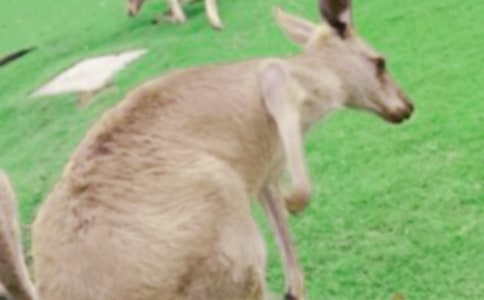 驕傲的袋鼠作文2篇(精華)