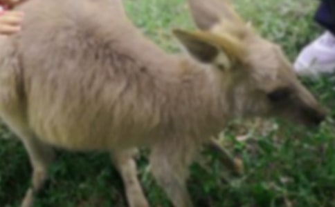 可愛的小袋鼠作文