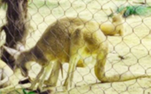 關于袋鼠的作文