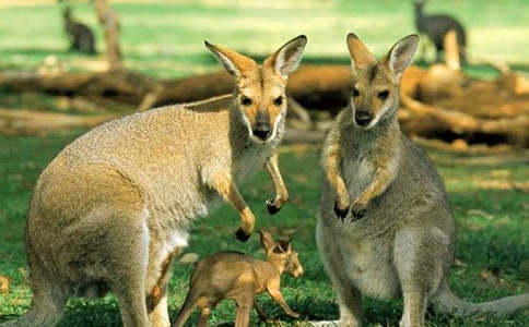 驕傲的袋鼠作文