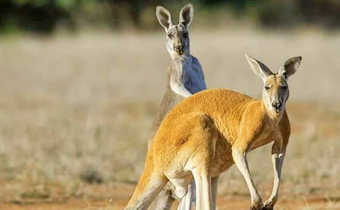 袋鼠的自述作文(通用24篇)