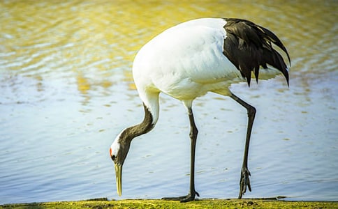 美麗的丹頂鶴保護區作文