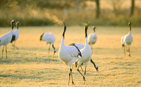執教《美麗的丹頂鶴》得與失