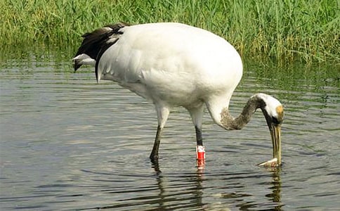 關于丹頂鶴的作文8篇