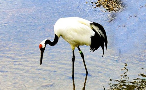 丹頂鶴作文(精華)