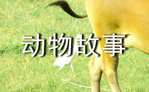 西頓動物故事讀后感500字(精選27篇)