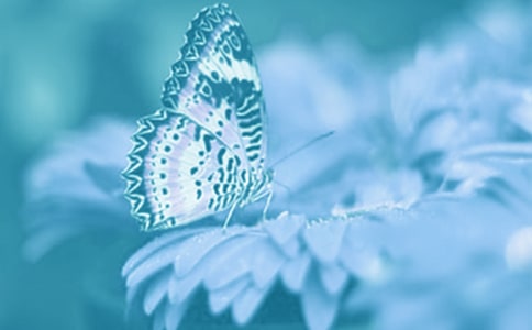 描寫動植物的詩句250句