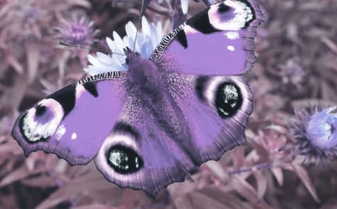 ��ֲ��o��Ć�ʾ���ģ�ͨ��43ƪ��