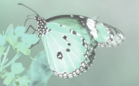 ����Ұ����ֲ�����������������x10ƪ��