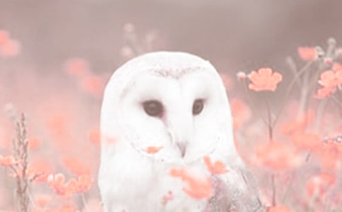 Ұ����ֲ�ﱣ�o�������Y��ͨ��5ƪ��