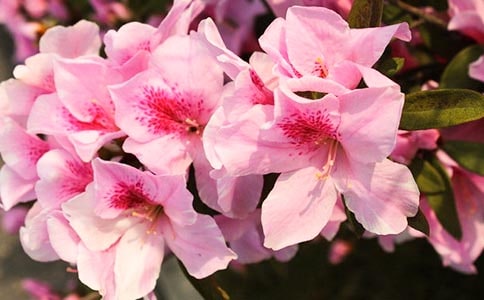 ���N����Ԋ��