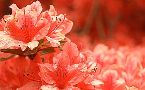 杜鵑花發蔫的常見原因