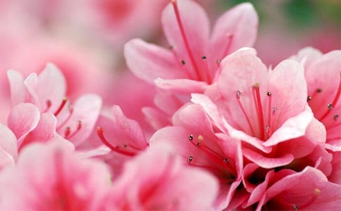 描寫杜鵑花的詩(shī)句