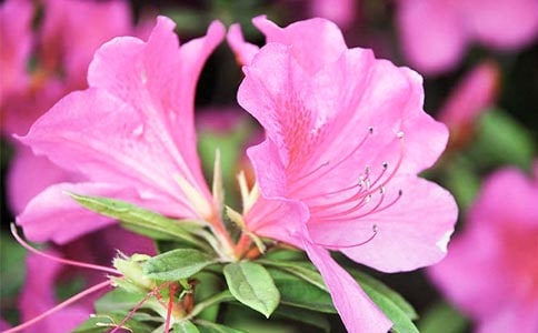 杜鵑花的傳說故事