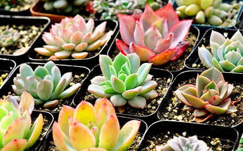 (熱門)可愛的多肉作文