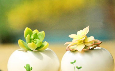 神奇的多肉作文