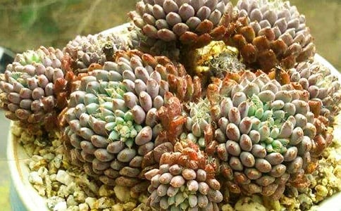 �ɐ۶�������