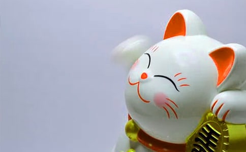 發(fā)財(cái)樹(shù)有幾種以及其價(jià)值