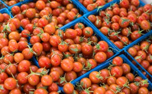 (精華)番茄炒蛋作文15篇