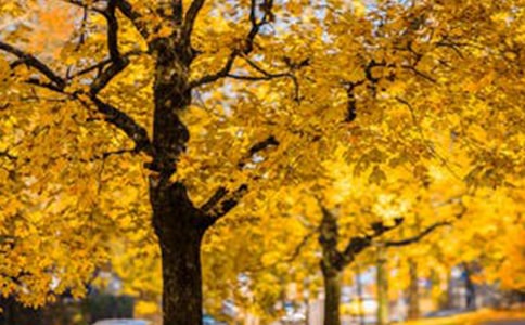 好心情好風(fēng)景的說說