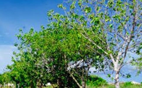 身邊的風景作文