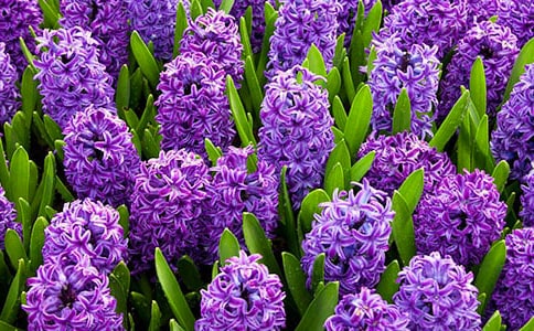 (熱門)風信子作文