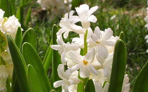 風信子作文15篇【精】