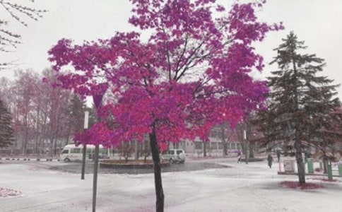 暴風(fēng)雪_550字