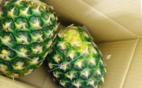 觀賞鳳梨的繁殖分株方法