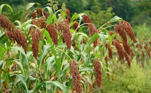 讀《語(yǔ)文補(bǔ)充閱讀》之《高粱情》有感