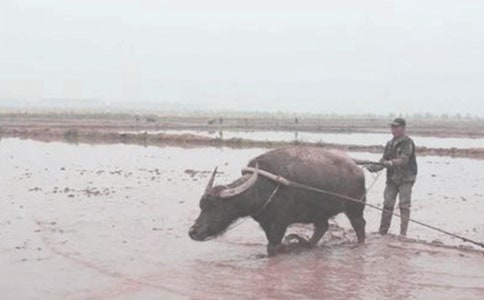 諸城有個喜耕田-記全國糧食生產大戶吳軍