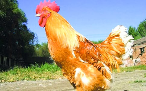 大公雞作文(精華14篇)