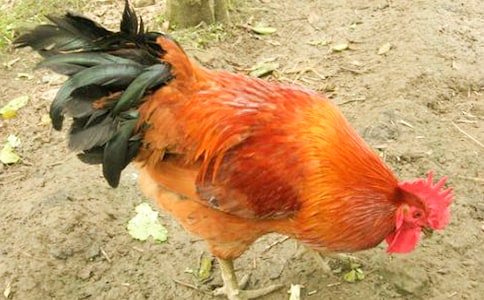 大公雞作文6篇(優)