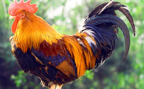 ���Ĺ��u���ġ��ϼ���