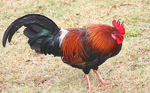 ����(sh��)�á��ҼҵĴ��u����14ƪ