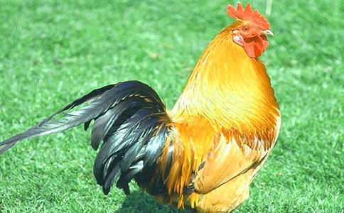 驕傲的大公雞作文10篇【熱門】