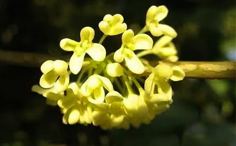 (薦)描寫桂花的詩句15篇