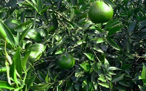 �����Ĺ��@���Ľ���[14ƪ]