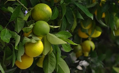 果園中的笑聲作文