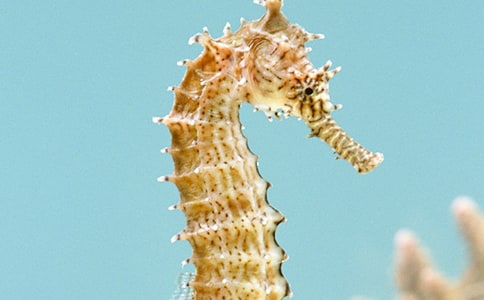 �ᑪ����С���R����������Ӱ�