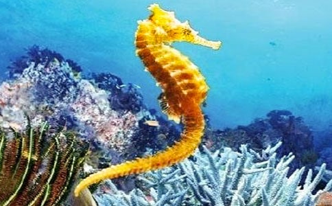 大班美術海馬爸爸教案