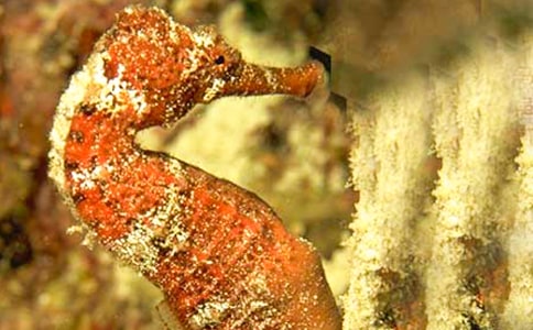 ���R�ְֵĹ���