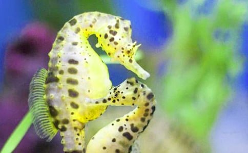 �ĺ��R�g�r����ӛ����