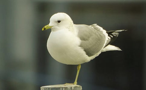 ���꼉���t�̼{ɭ�x�������