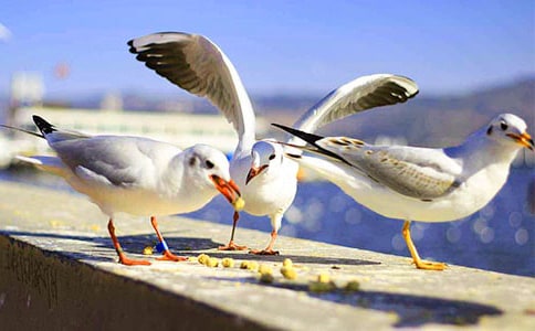 讀《海鷗喬納森》有感