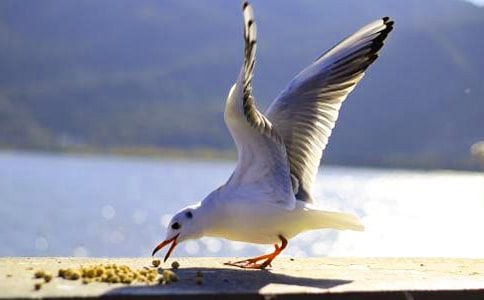 《海鷗喬納森》續寫作文