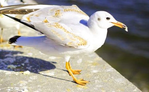 �x�����t�̼{ɭ���и�