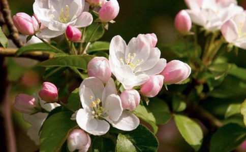 ���Ļ��_����6ƪ������