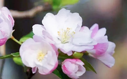 多肉鹿角海棠的養護技巧